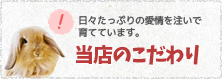 当店のこだわり 日々たっぷりの愛情を注いでうさぎさんを育てています。