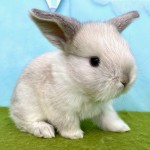 ペットうさぎ 鶴瀬店 画像１
