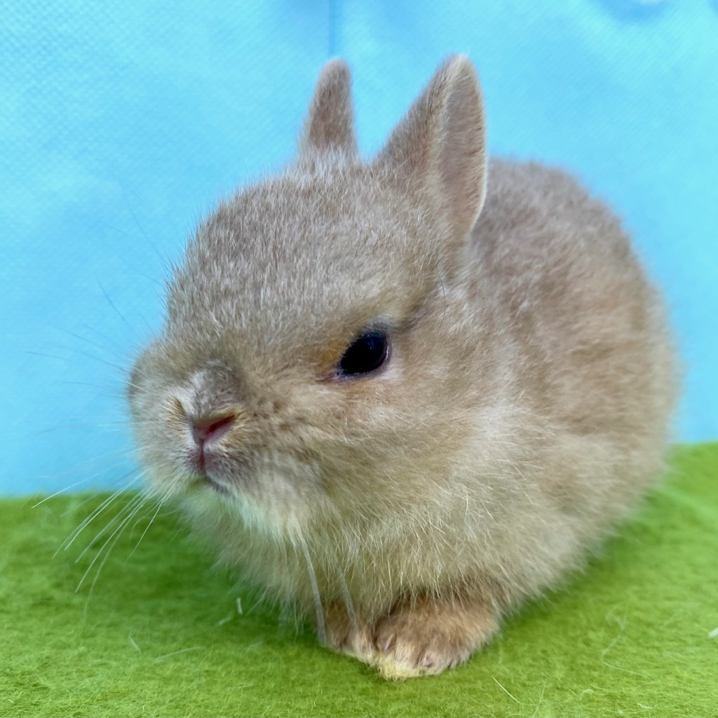 ペットうさぎ はんなbaby 画像２