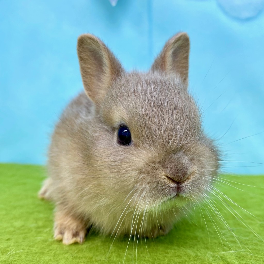 ペットうさぎ はんなbaby 画像１