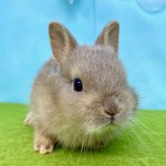 ペットうさぎ はんなbaby