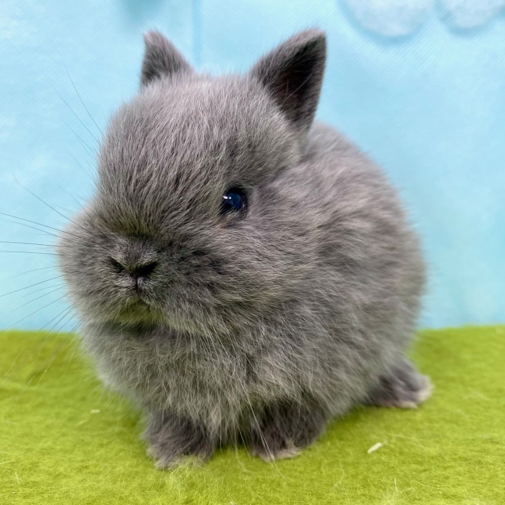 ペットうさぎ ほなみbaby 画像２