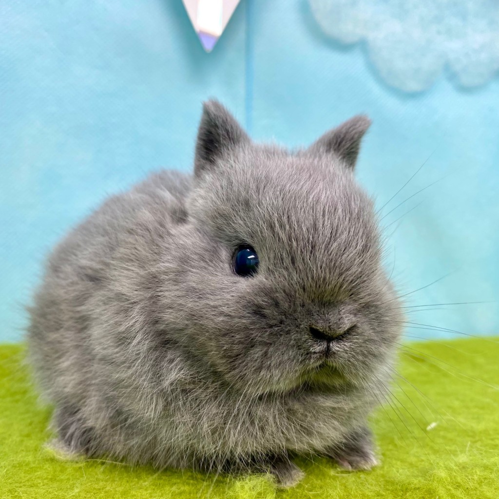 ペットうさぎ ほなみbaby 画像３