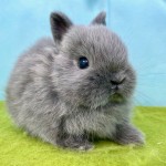 ペットうさぎ ほなみbaby