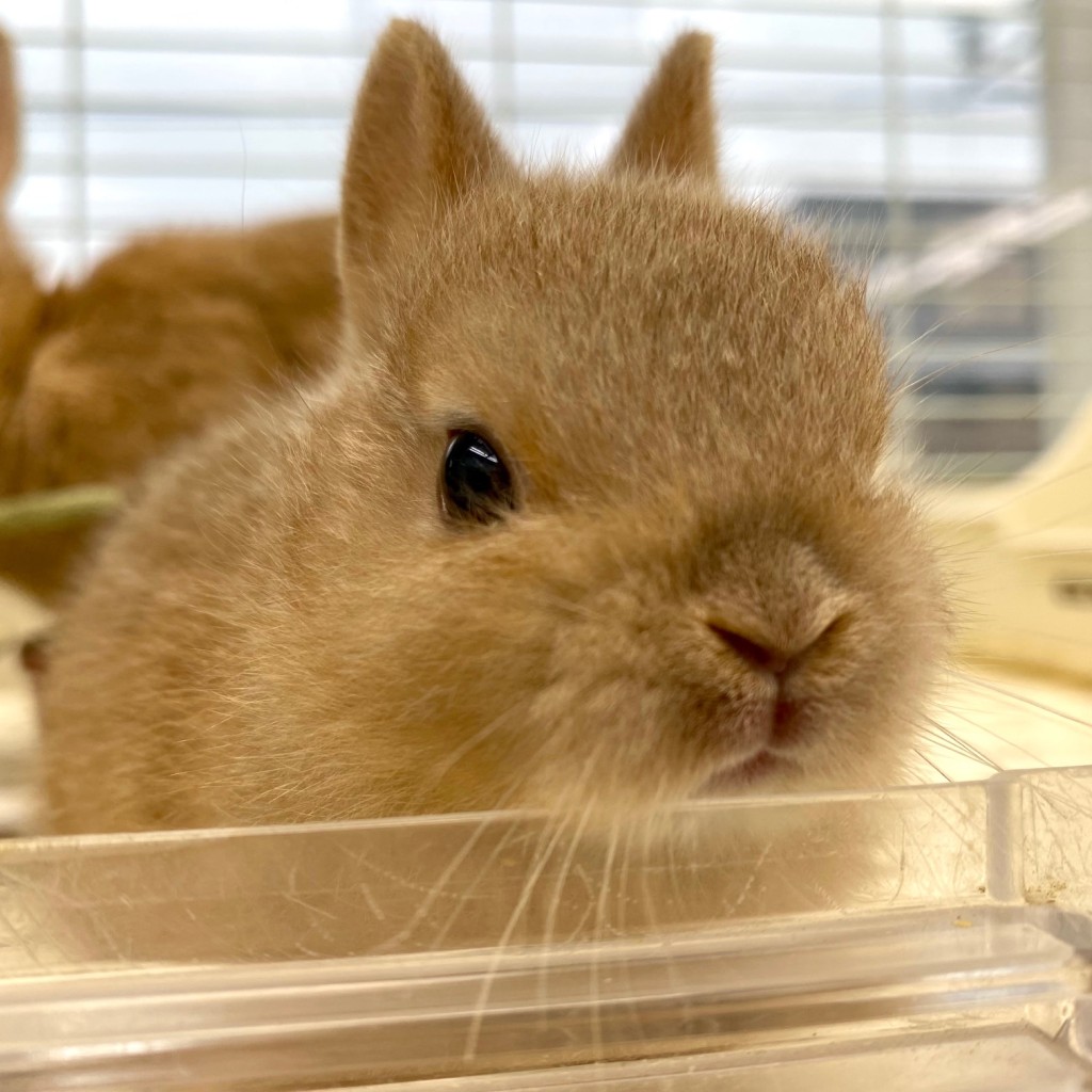 ペットうさぎ はんなbaby 画像３