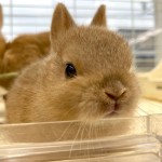 ペットうさぎ はんなbaby 画像３