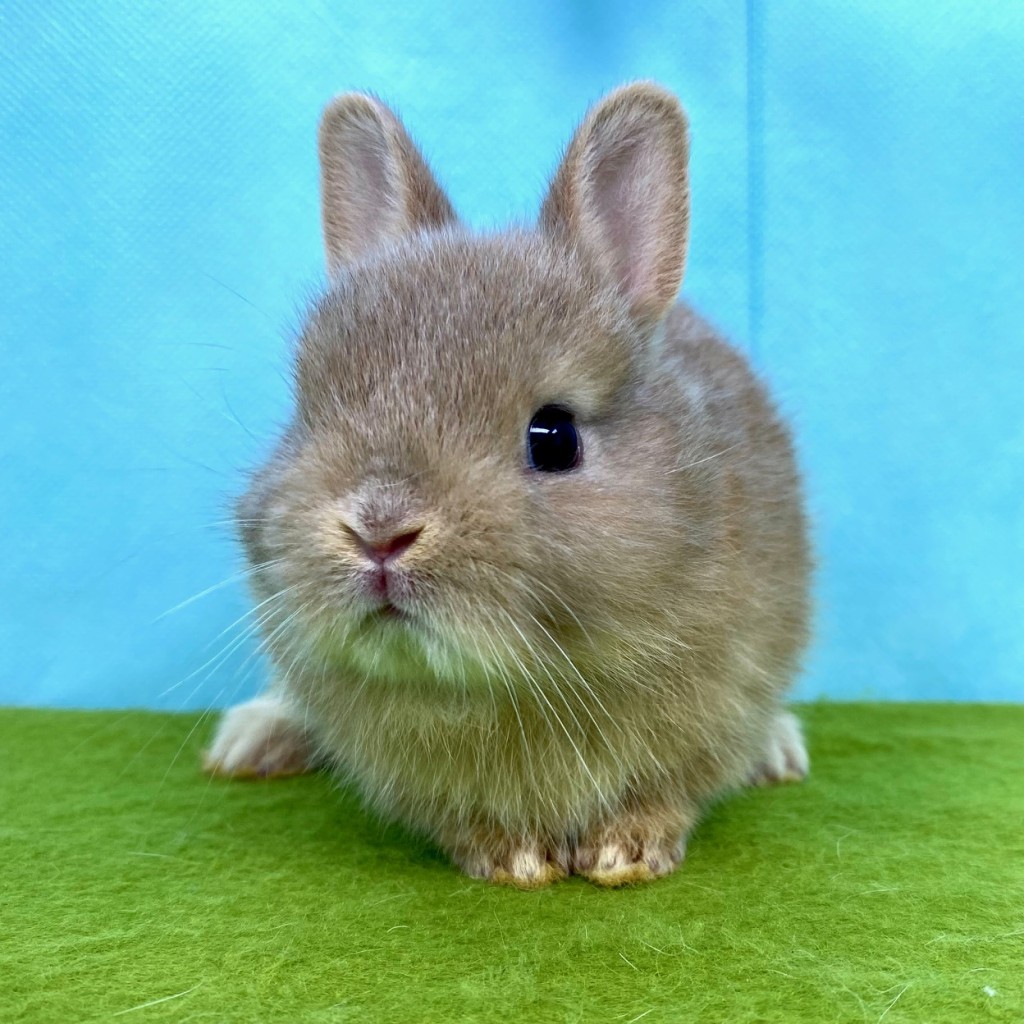 ペットうさぎ はんなbaby 画像１