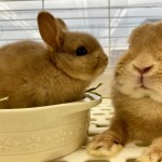 ペットうさぎ はんなbaby 画像３