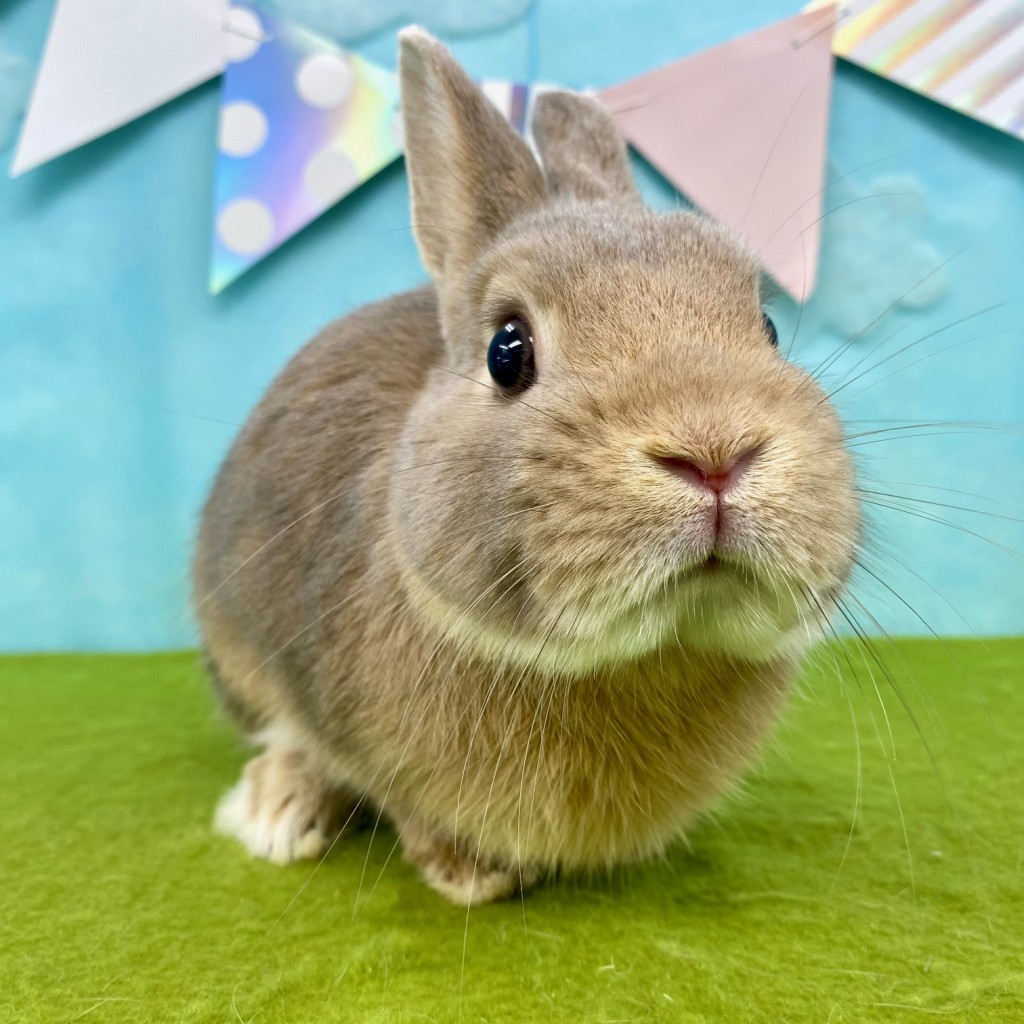 ペットうさぎ はんなbaby 画像３