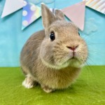 ペットうさぎ はんなbaby 画像3