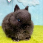 ペットうさぎ ほなみbaby 画像３