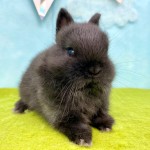 ペットうさぎ ほなみbaby