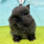 ペットうさぎ ほなみbaby 画像２