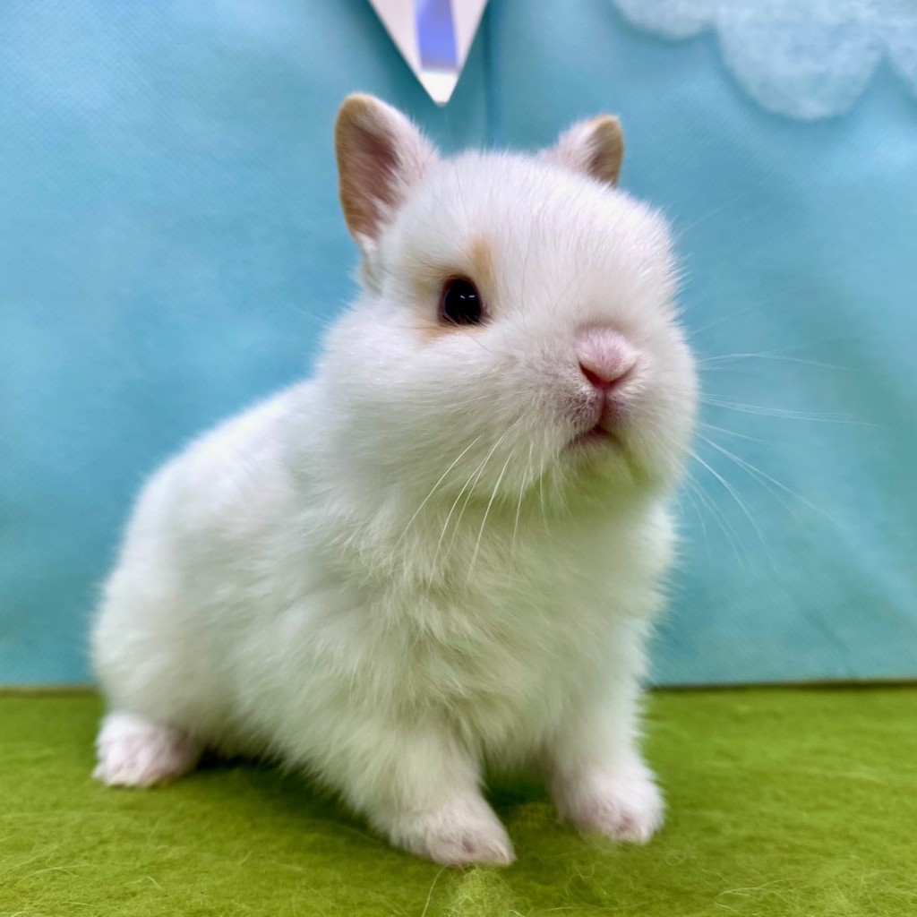 ペットうさぎ みろくbaby 画像２
