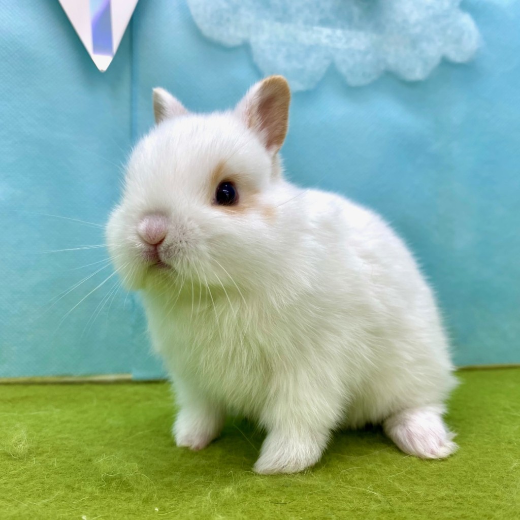 ペットうさぎ みろくbaby 画像１