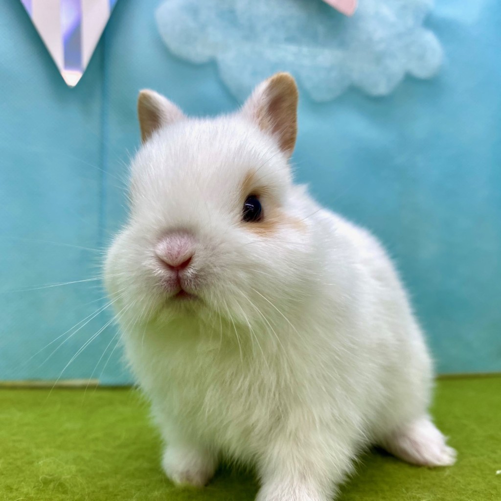 ペットうさぎ みろくbaby 画像３