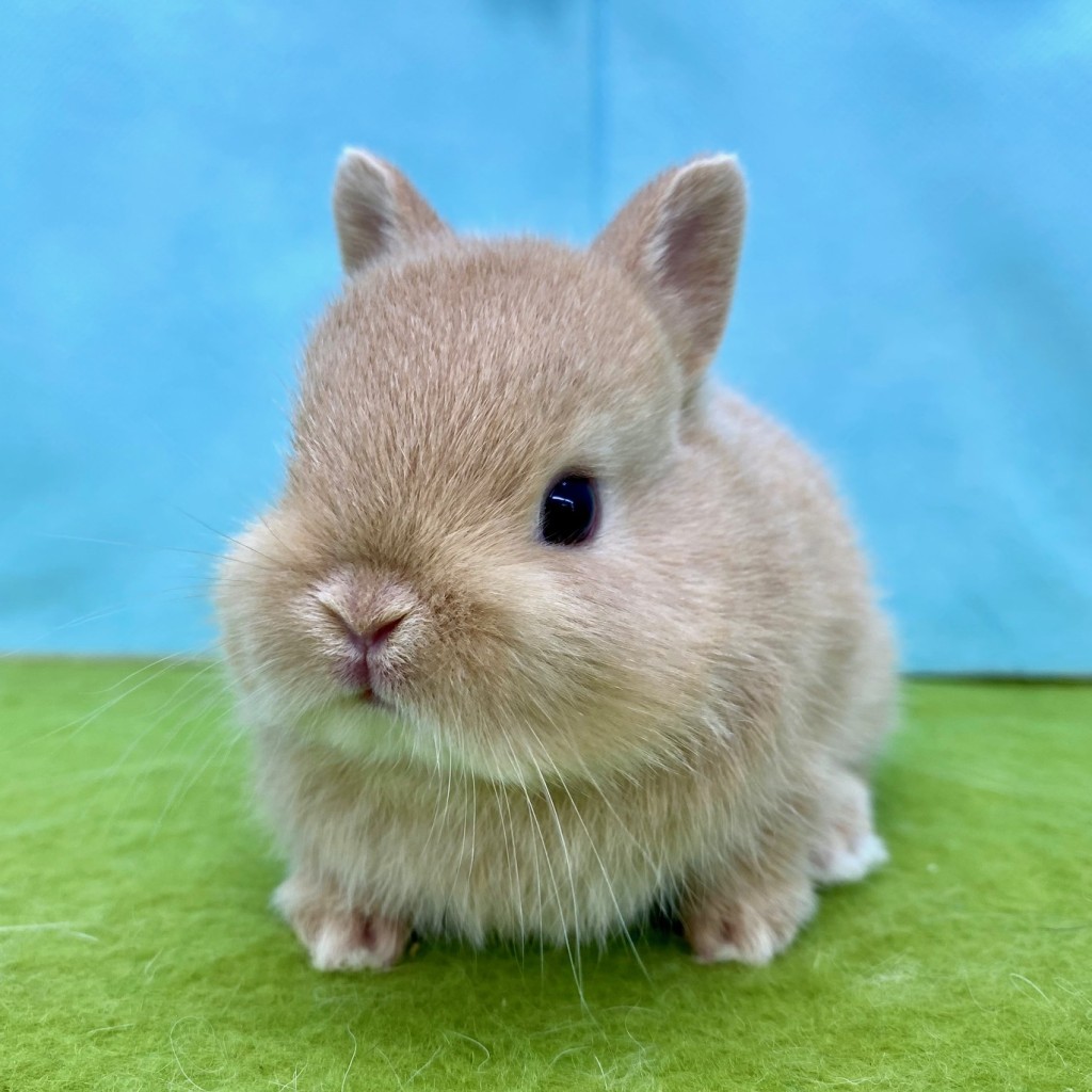ペットうさぎ みろくbaby 画像１