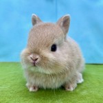ペットうさぎ みろくbaby 画像１