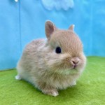 ペットうさぎ みろくbaby 画像２