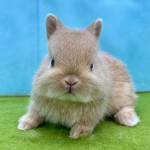 ペットうさぎ みろくbaby 画像３