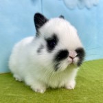 ペットうさぎ ほなみbaby 画像3