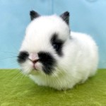 ペットうさぎ ほなみbaby 画像2