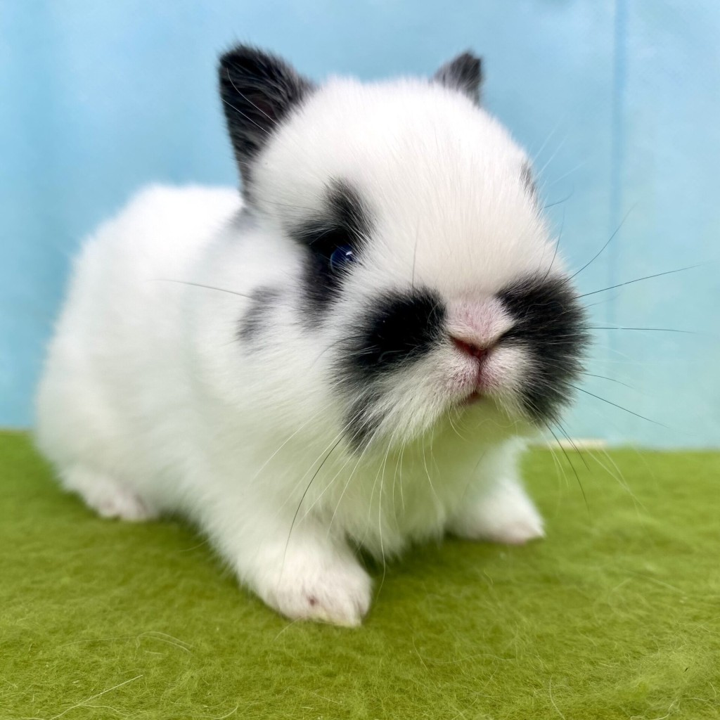 ペットうさぎ ほなみbaby 画像１