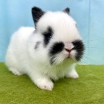 ペットうさぎ ほなみbaby