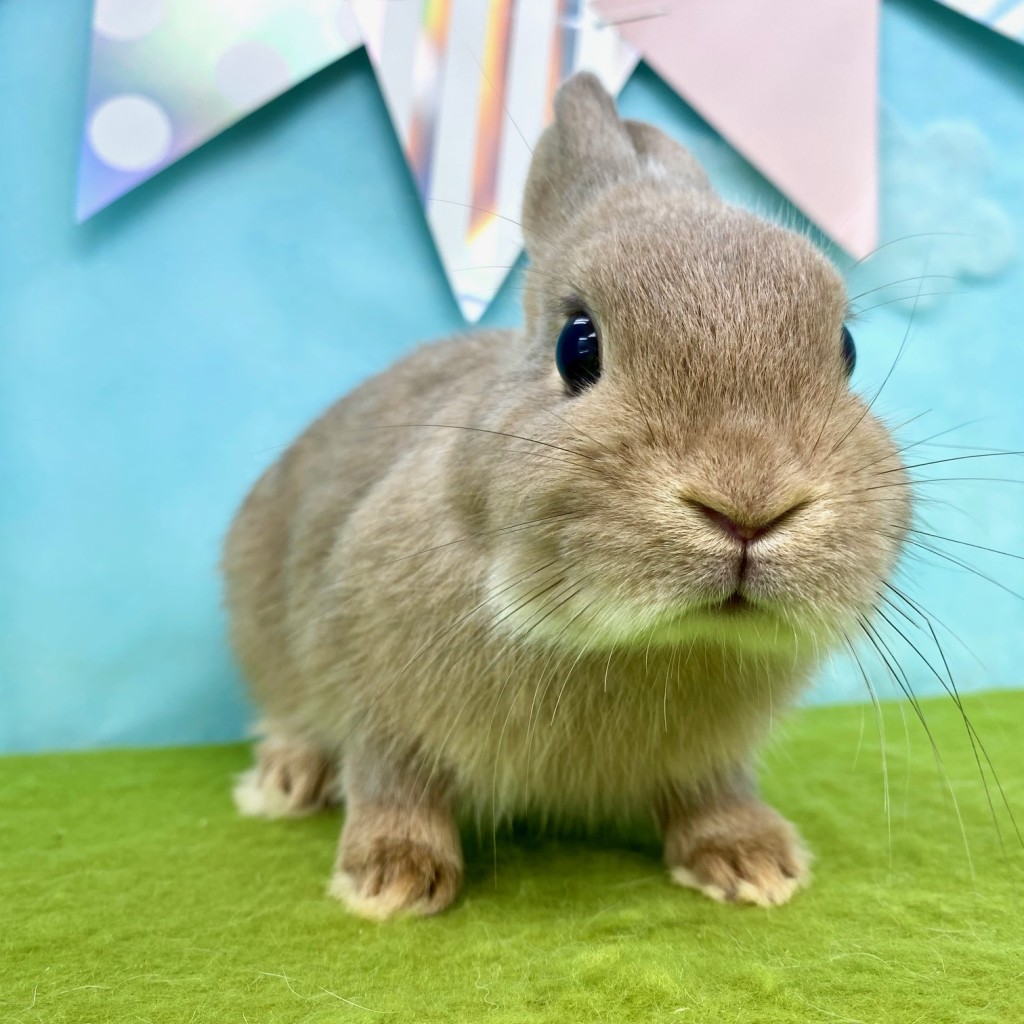 ペットうさぎ にぼしbaby 画像１