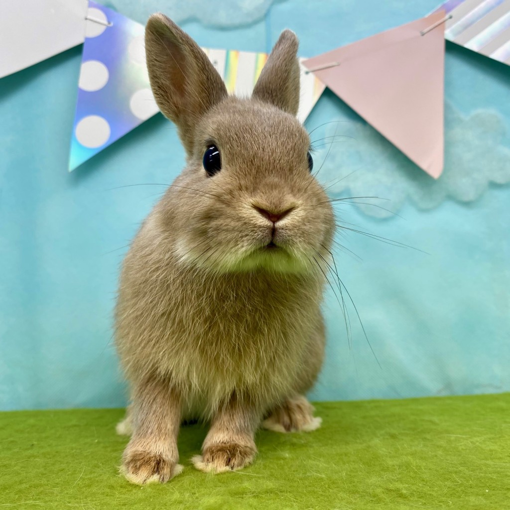 ペットうさぎ にぼしbaby 画像３