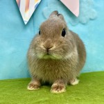 ペットうさぎ にぼしbaby 画像2