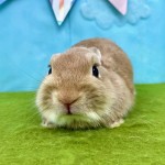 ペットうさぎ めこbaby 画像3