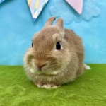 ペットうさぎ めこbaby 画像1