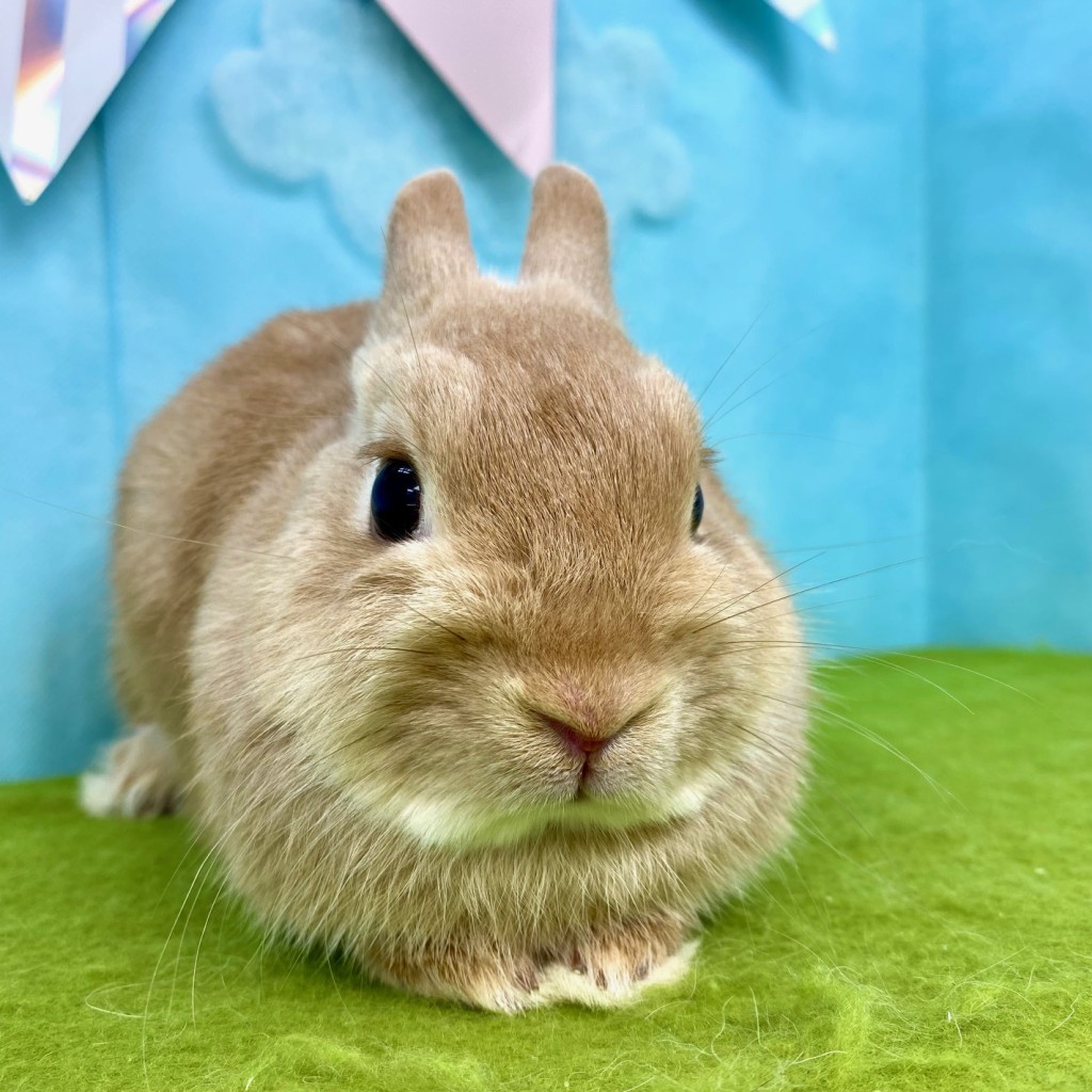 ペットうさぎ めこbaby 画像２