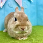 ペットうさぎ めこbaby 画像2