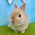 ペットうさぎ いりこbaby 画像３