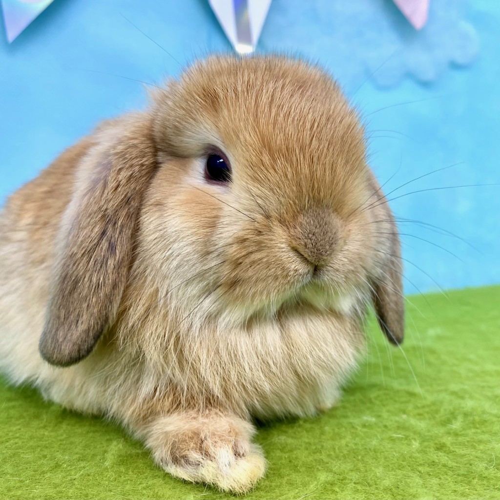 ペットうさぎ けだまbaby 画像２