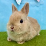 ペットうさぎ いりこbaby
