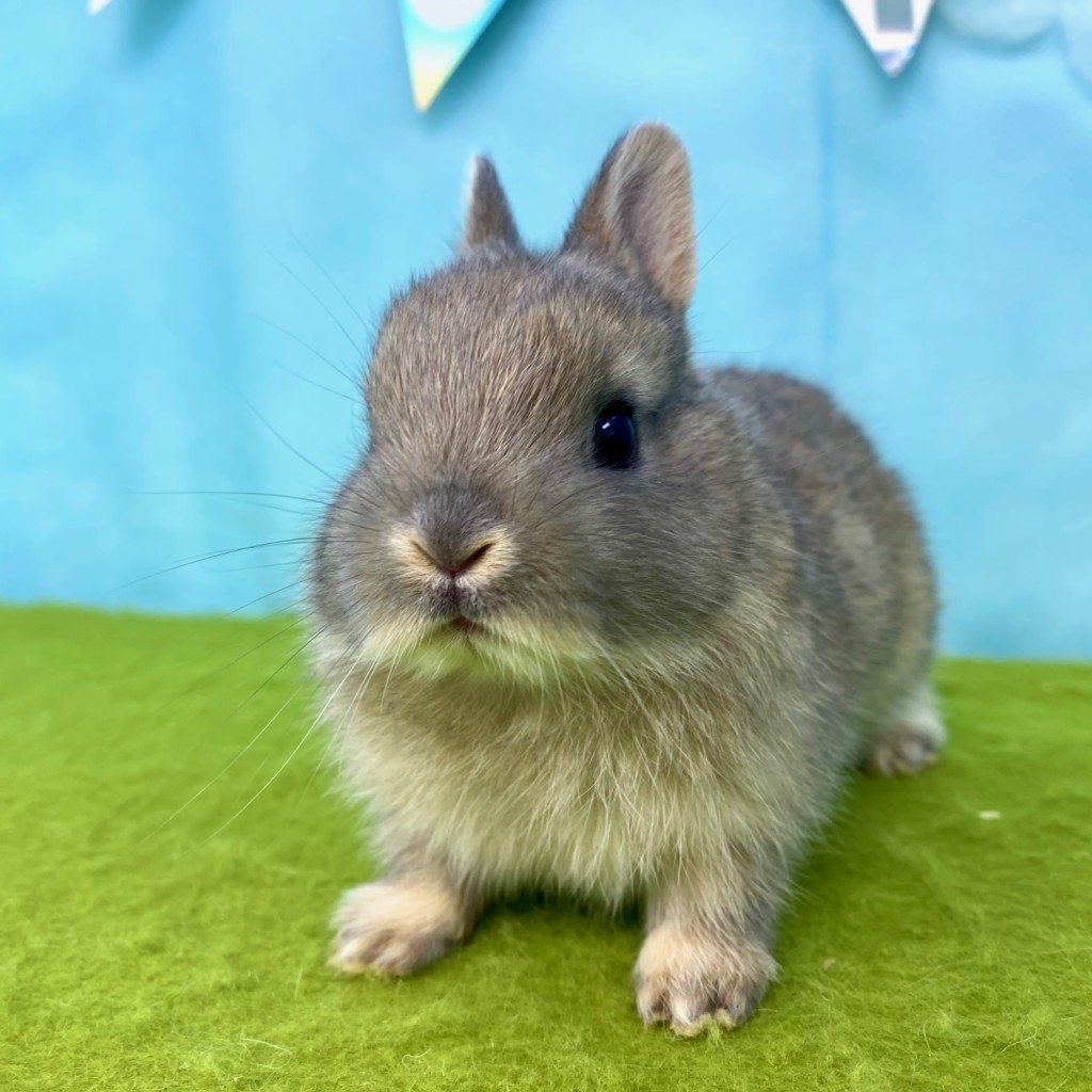 ペットうさぎ はんなbaby 画像１