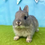 ペットうさぎ はんなbaby