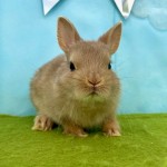 ペットうさぎ はんなbaby