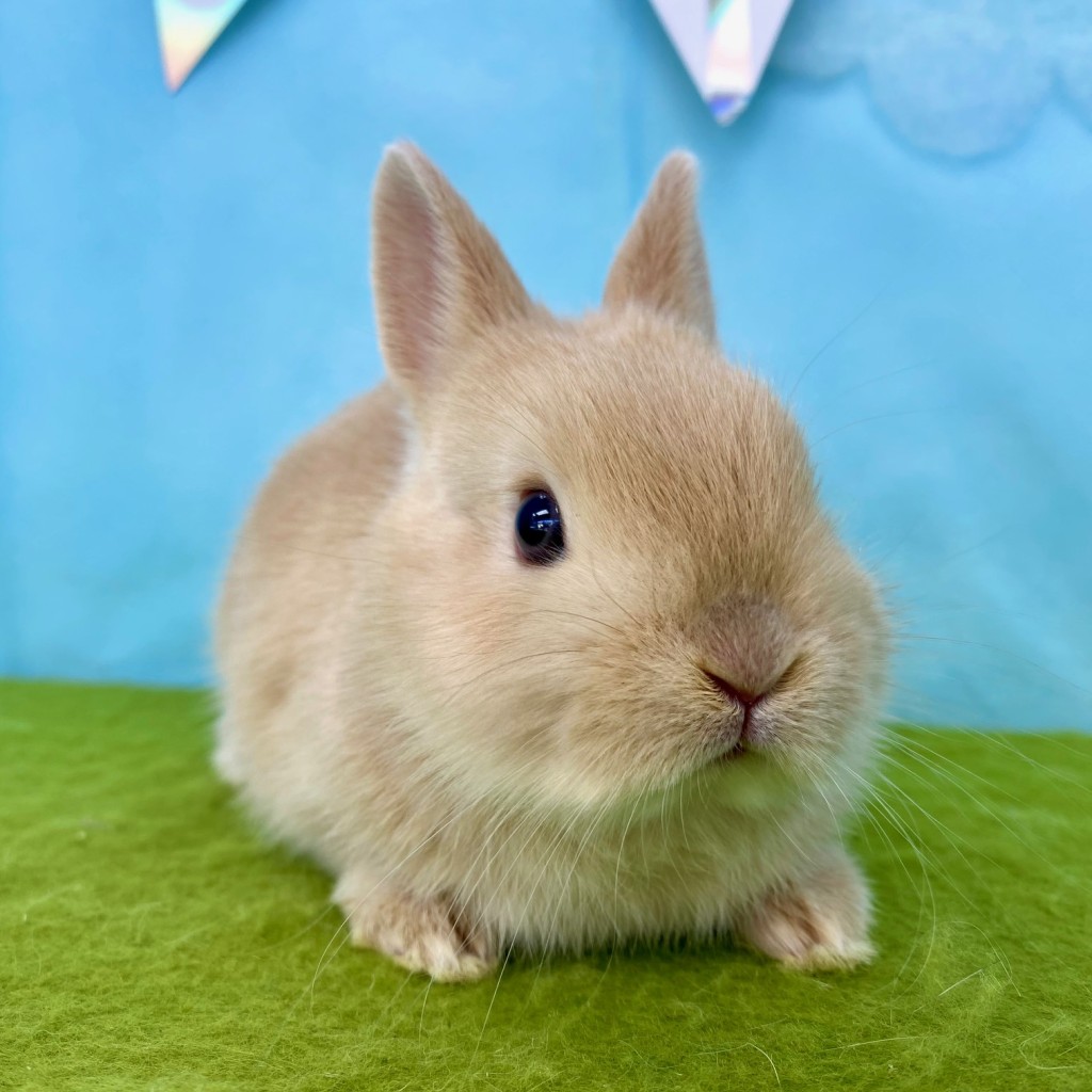 ペットうさぎ いりこbaby 画像２