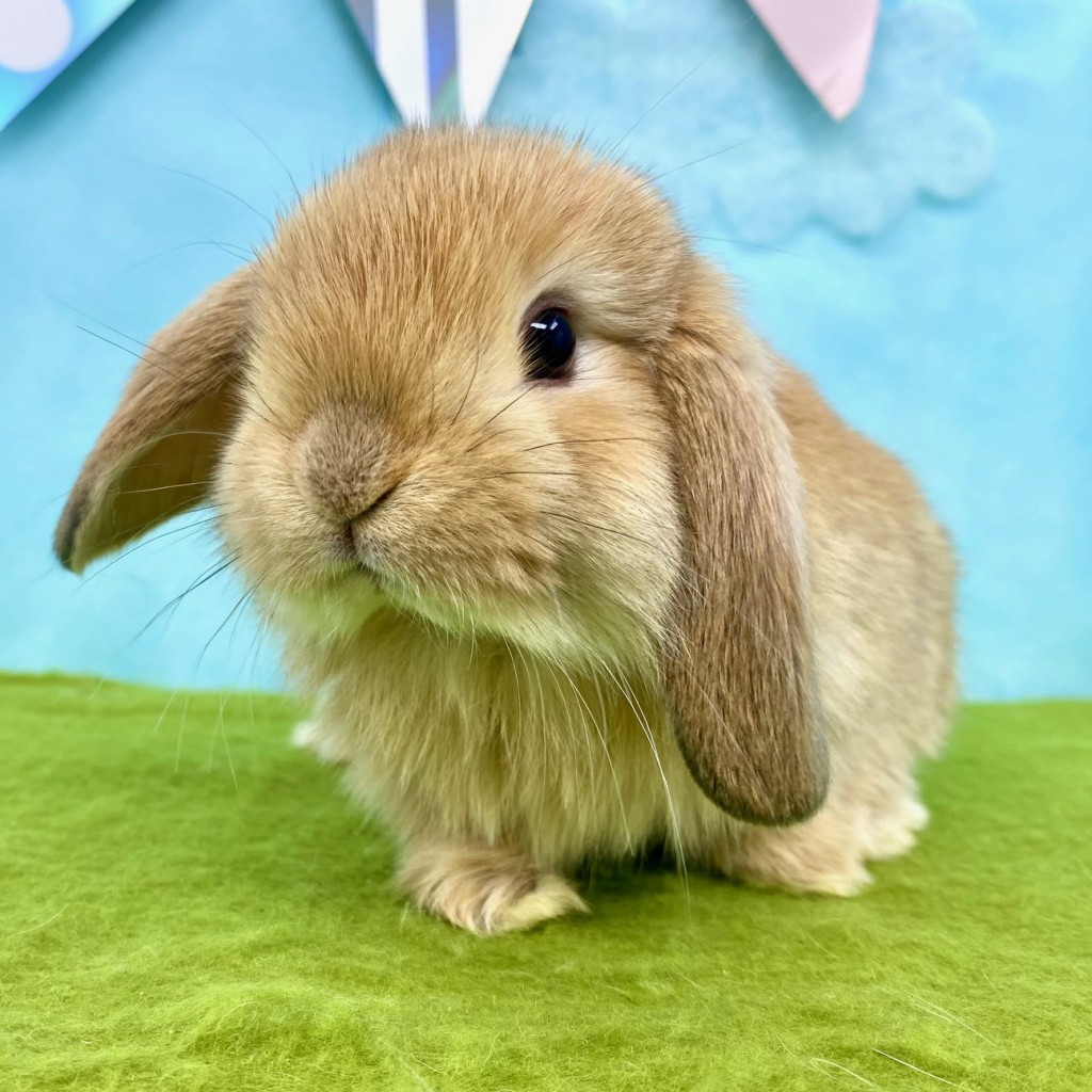 ペットうさぎ けだまbaby 画像１