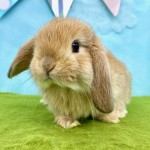 ペットうさぎ けだまbaby