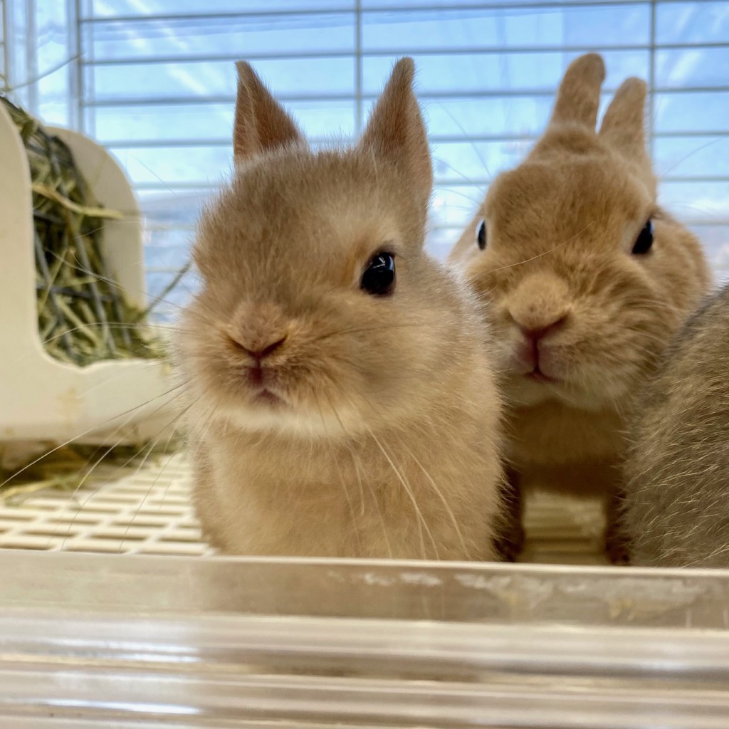 ペットうさぎ はんなbaby 画像２