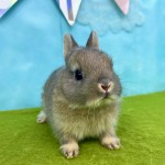 ペットうさぎ はんなbaby 画像２