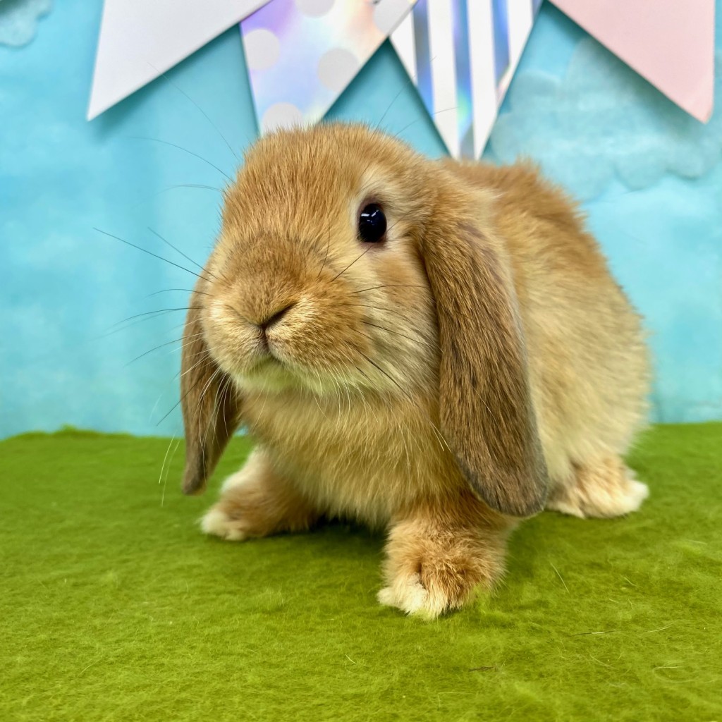 ペットうさぎ けだまbaby 画像３