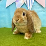 ペットうさぎ けだまbaby 画像3