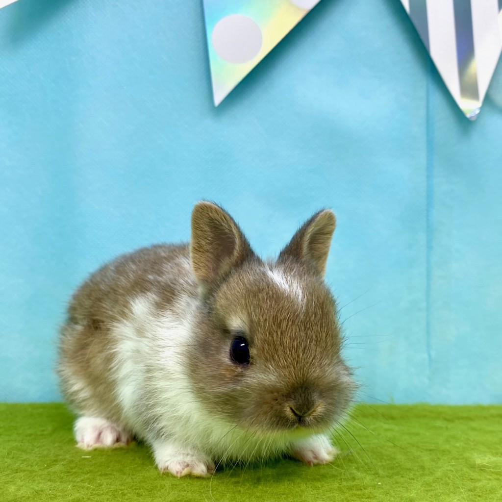 ペットうさぎ はんなbaby 画像２