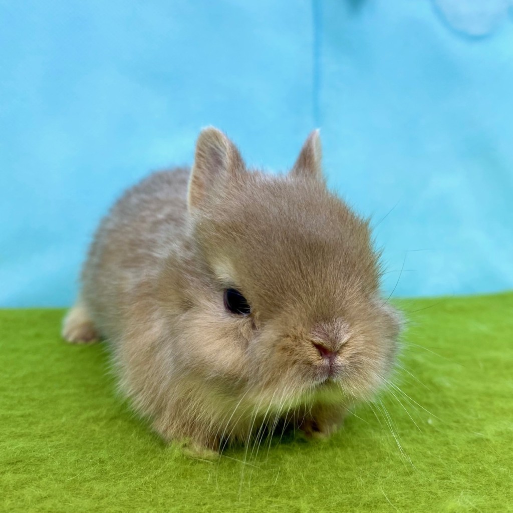 ペットうさぎ はんなbaby 画像３